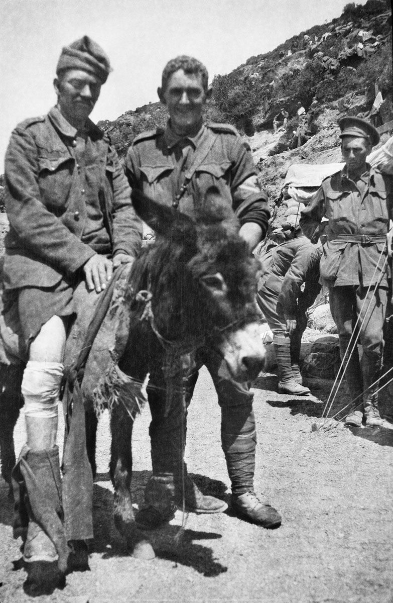 Private John Simpson Kirkpatrick (centre) with his donkey "Duffy" carrying a soldier wounded in the leg during the Battle of Gallipoli.
